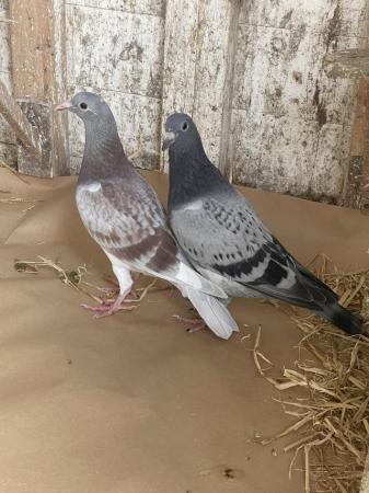 Image 1 of Racing pigeons ,,,,,,,,,,,