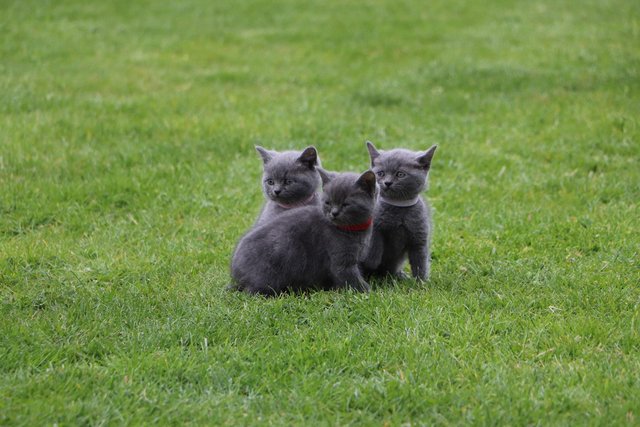Image 9 of British Blue Kittens for sale