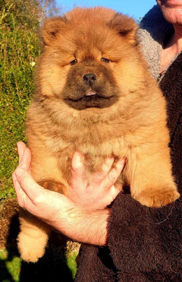 Preloved sales chow chow