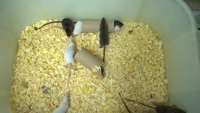 Image 5 of 6 week old mice for sale! Male and Females