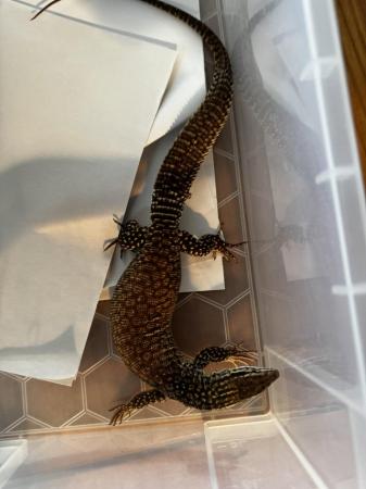 Image 4 of Akkie  monitor lizard for sale