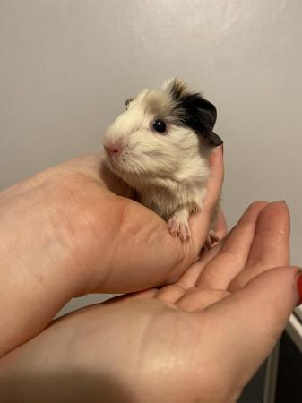 Image 2 of 8 week old male guinea pigs