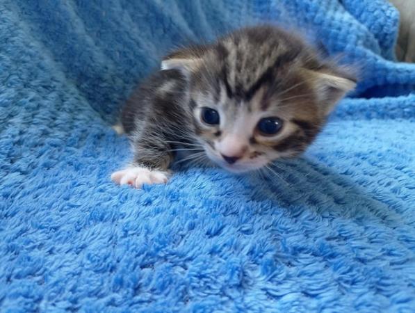 Image 5 of Beautiful Siamese X kittens