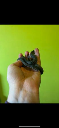 Image 2 of **REDUCED**Black house snake male 2 years old