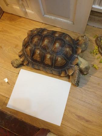 Image 6 of Large Sulcatta Tortoise. Hatched 2011