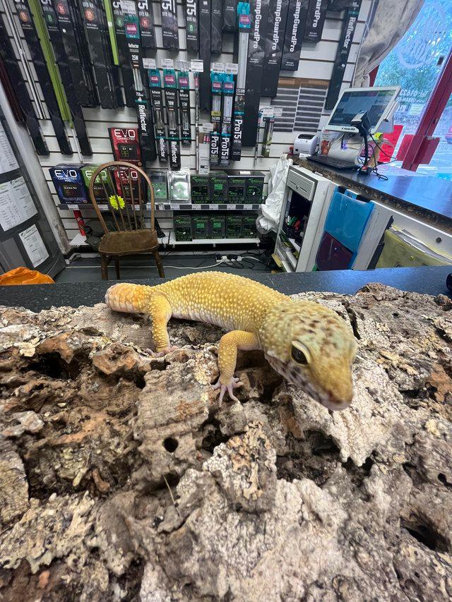 Preview of the first image of leopard gecko at urban exotics.