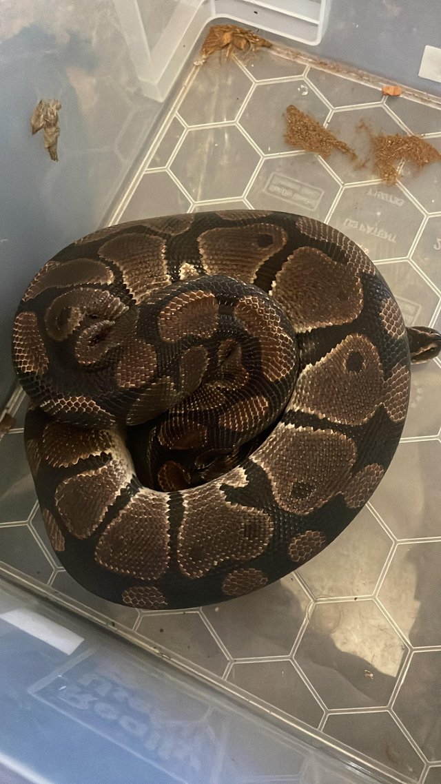 Preview of the first image of Proven het hypo het clown ball/royal python.