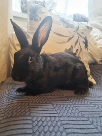 Image 1 of Handsome bunny looking for a new home.