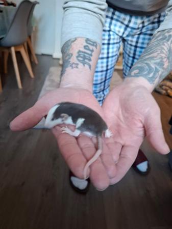 Image 4 of Baby Dumbo rats blues and fawn and whites
