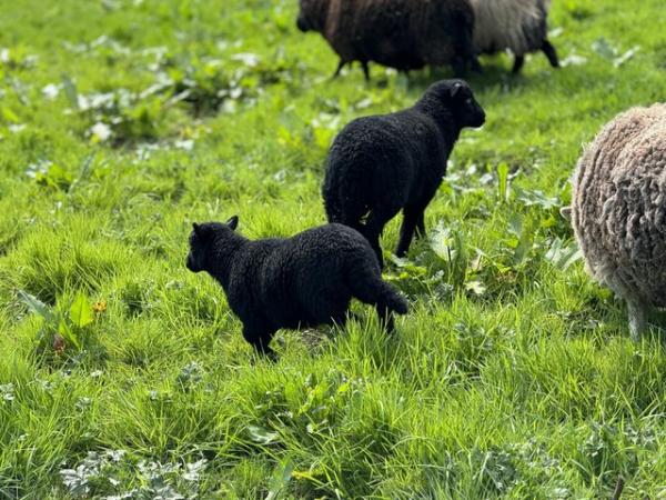 Image 1 of Black Welsh mountain lambs 3 months