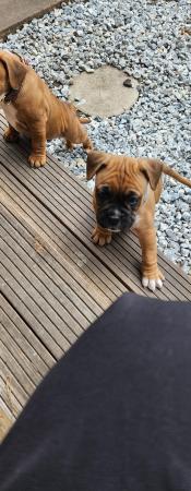 Image 8 of Beautiful boxer mix french bulldog dog (Froxer) puppies.
