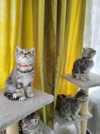 Image 23 of BSH Classic Silver Tabby