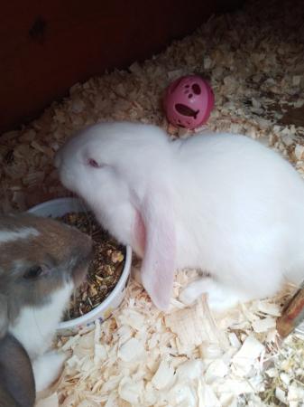 Image 1 of 8 week old French/English Lop babies Blackpool