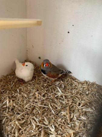 Image 4 of ZEBRA FINCHES, different colours pairs