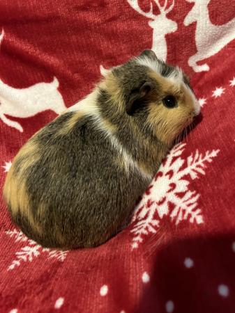 Image 3 of Guinea Pigs for Sale - mixed ages and sexes