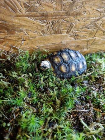 Image 9 of Baby Redfoot Tortoises ALL NOW SOLD!!!