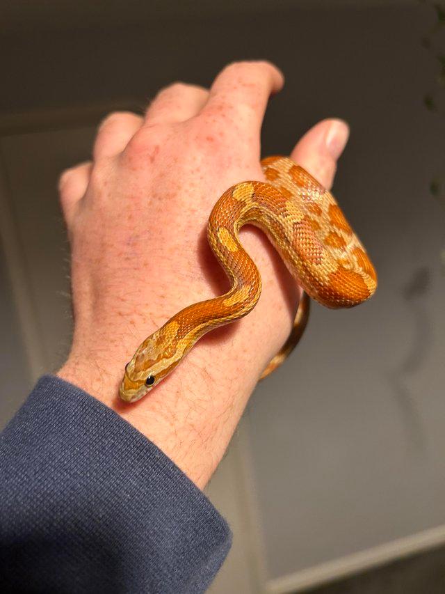 Preview of the first image of One year old orange cornsnake and set up.