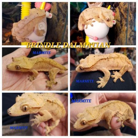 Image 5 of Dash pin flame crested gecko
