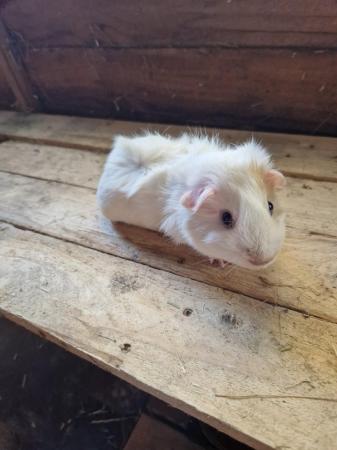 Image 11 of Young Boar Guinea Pigs For Sale