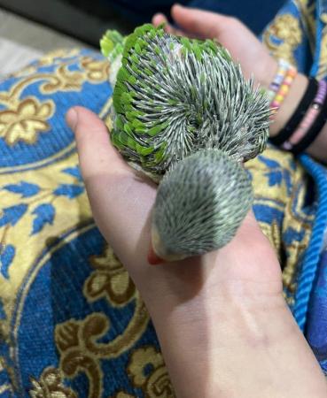 Image 1 of Semi tame hand reared green indian ringneck chicks
