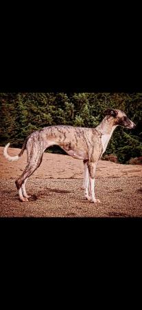 Image 9 of Kc reg whippet pups for sale. ready june 26th