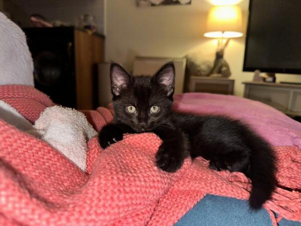 Image 1 of Beautiful pure black kitten for sale