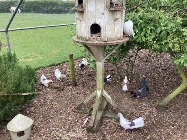 Image 4 of Ornamental fancy garden pigeons