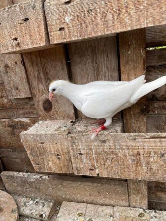 Image 25 of PURE WHITE RACING PIGEON FOR SALE