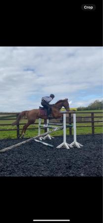 Image 1 of Beautiful kind 15.2hh 7year old mare