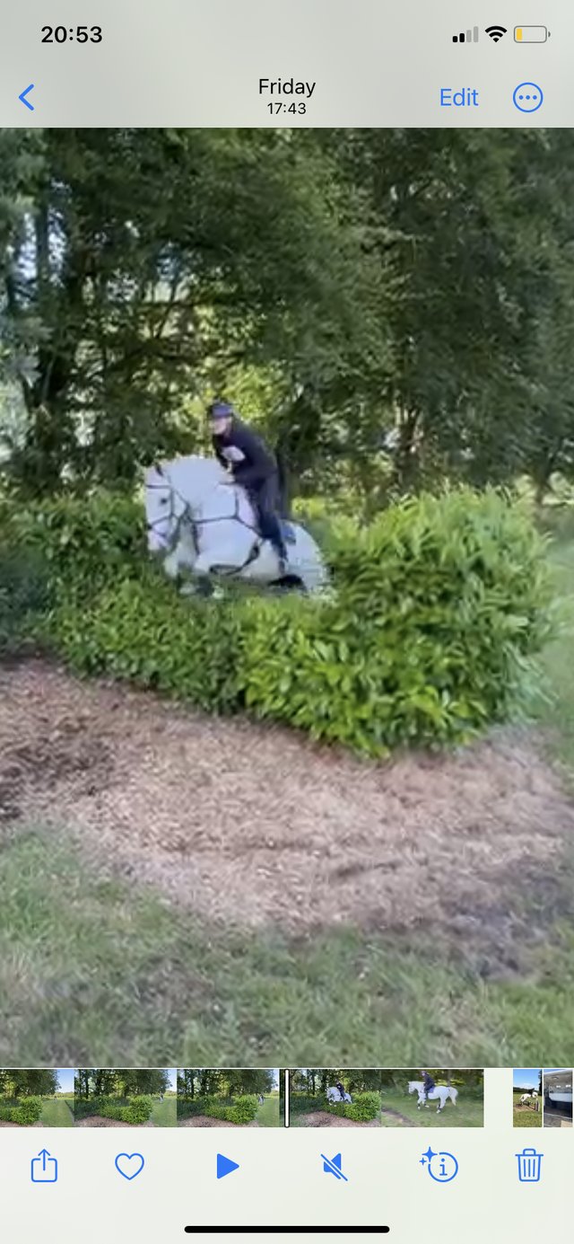 Preview of the first image of Stunning 16.2hh grey mare.