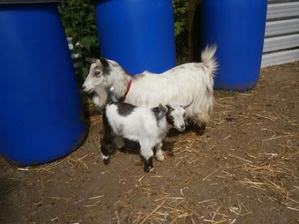 Image 2 of Pygmy Goat Nanny with Kid at Foot
