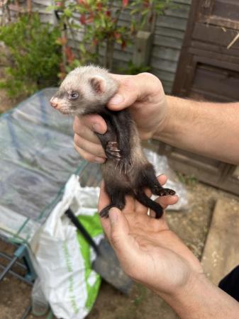 Image 4 of Ferrets For Sale - Bucks & Does