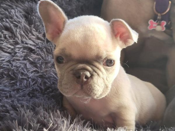 Image 5 of French bulldog pups looking for there forever homest