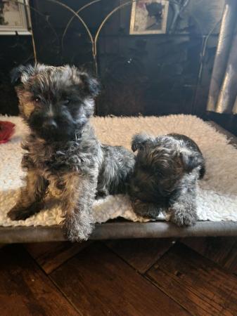 Image 8 of Outgoing Cairn terrier puppies boys