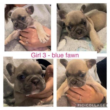 Image 2 of Frenchbulldog pups ready to leave 13th feb