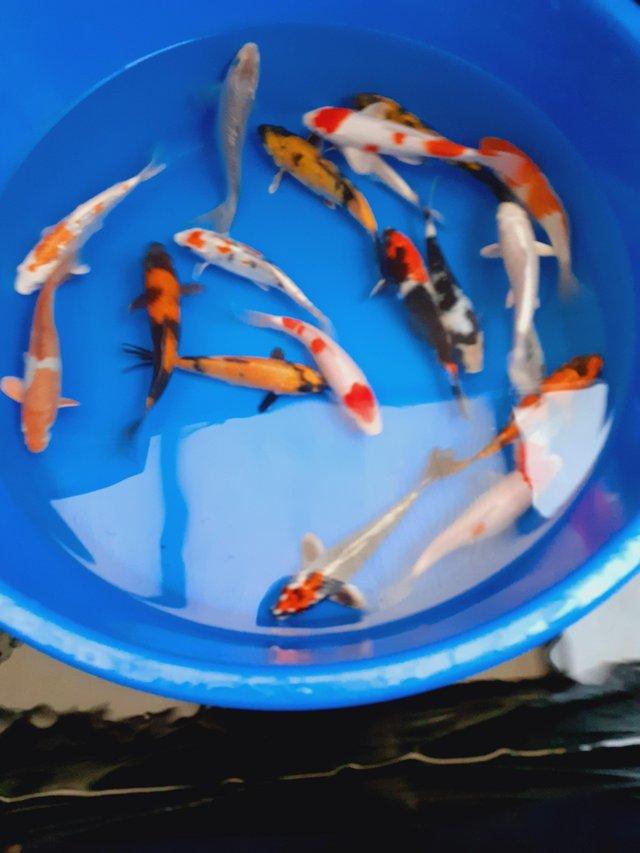 Preview of the first image of koi carp high grade  ready to go.