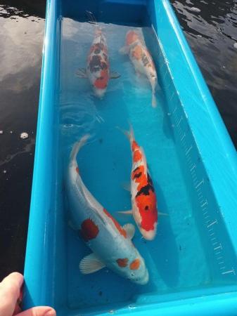 Image 2 of Japanese koi carp from un heated ponds