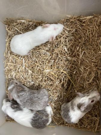 Image 1 of For Sale 4 Baby Female Guinea Pigs