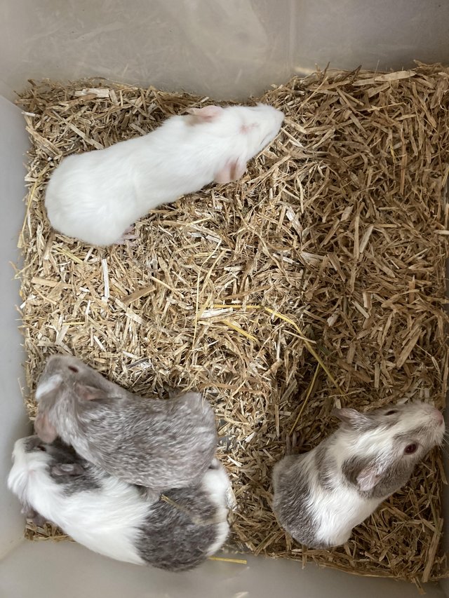 Preview of the first image of For Sale 4 Baby Female Guinea Pigs.
