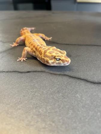Image 5 of Female leopard gecko will take offers