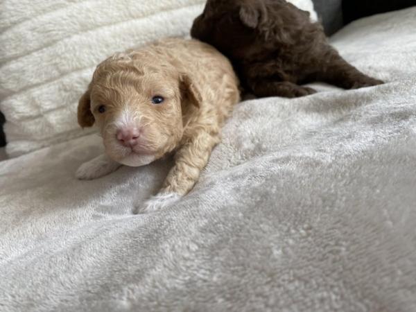 Image 8 of Gorgeous Coloured Toy Poodle Puppies For Sale