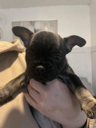 Image 8 of FRENCH BULLDOG PUPPYS LAST TWO PUPS LEFT