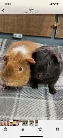 Image 2 of 8 week old male Guinea pigs looking for there forever homes
