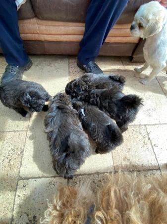 Image 6 of Poodle cross pups 8 weeks old......