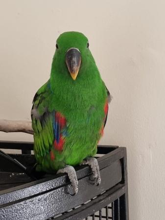 Image 5 of 4 month old eclectus parrot