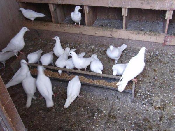 Image 2 of white logan pigeons from £20 each