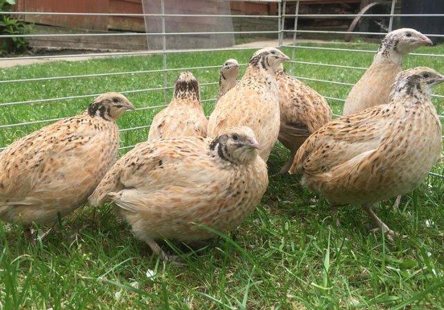Image 1 of MIXED OF TEXAS A&M AND JUMBO JAPANESE QUAIL HATCHING EGGS
