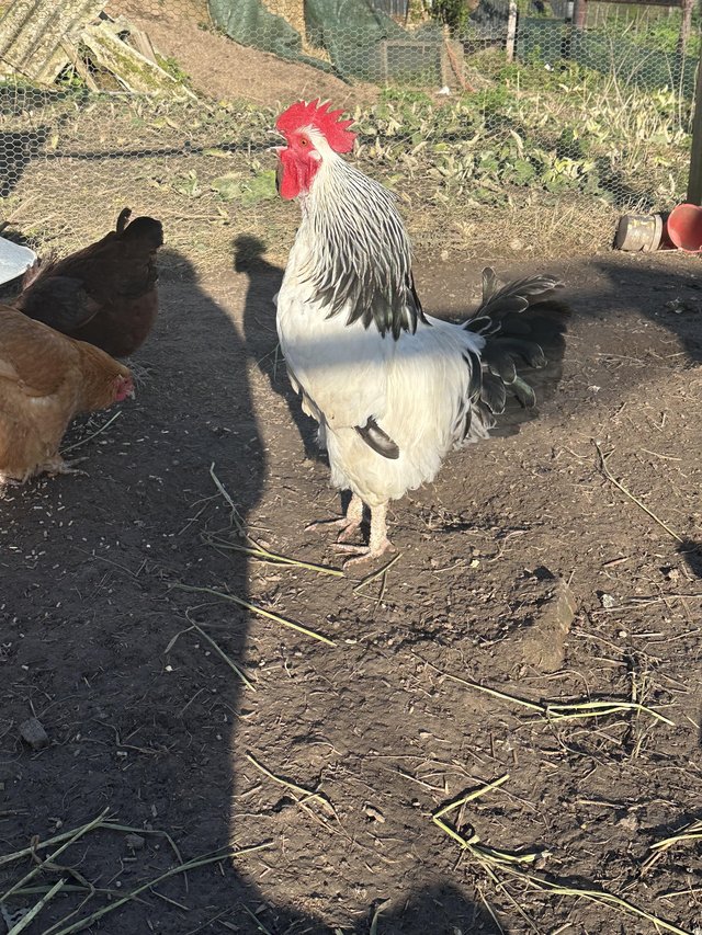 Preview of the first image of White cockerel proven with black markings.