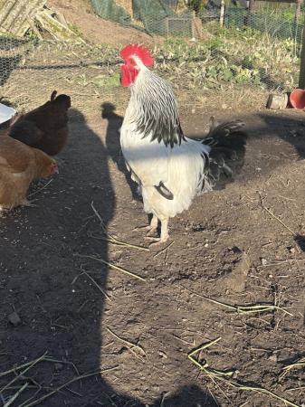 Image 1 of White cockerel and 2 hens