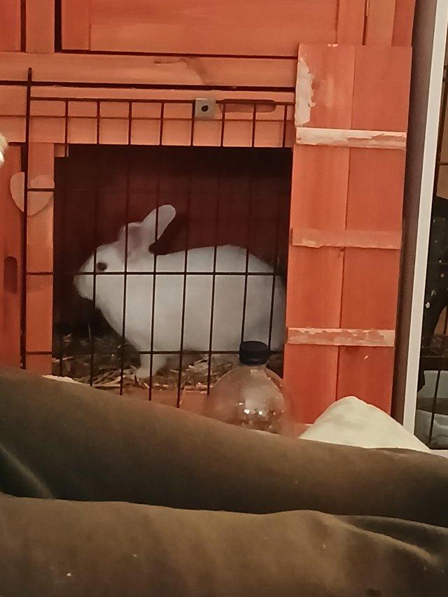Preview of the first image of 11 month old white female rabbit.